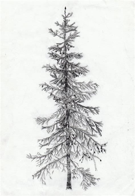 Sitka Spruce Branchlet with Cones coloring page Free