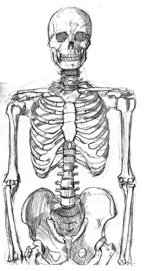 How To Draw A Skelton DiagramOfHumanSkeleton Clip Art