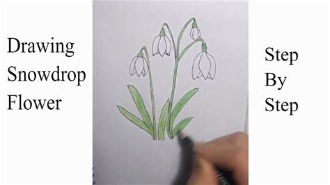 Snowdrop Flower Drawing at GetDrawings Free download
