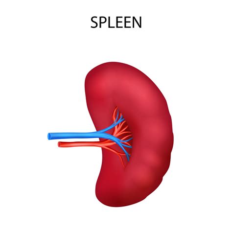 Structure of human spleen icon realistic style Vector Image