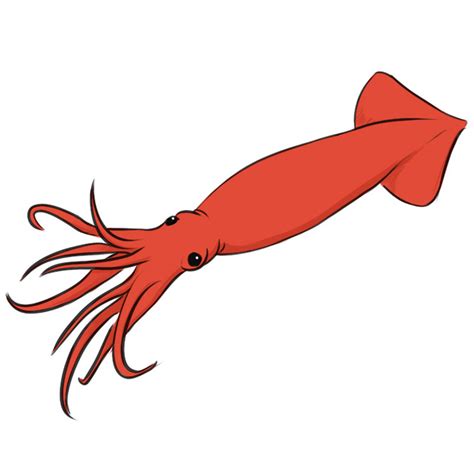 How to Draw a Humboldt Squid