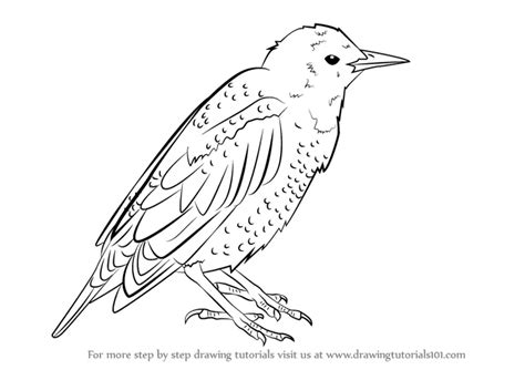 How To Draw A Starling Bird