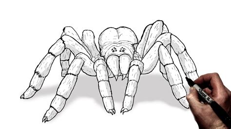 Teach your kid to draw and paint a species of spider 'Tarantula' with