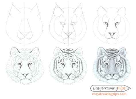 Simple Easy Tiger Face Drawing Rizop