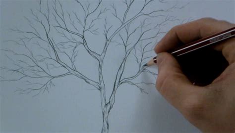 How To Draw A Tree Trunk And Branches