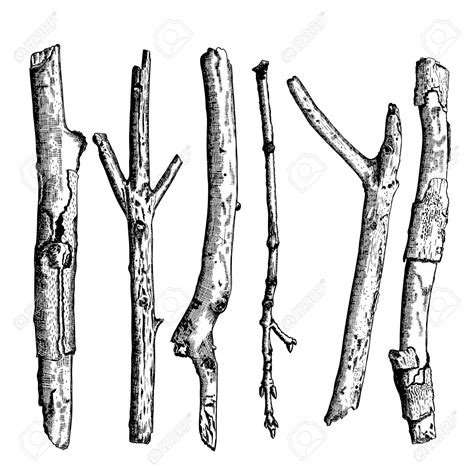 Ink drawing wood twigs Royalty Free Vector Image