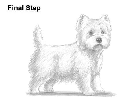 Learn how to draw a West Highland White Terrier step by