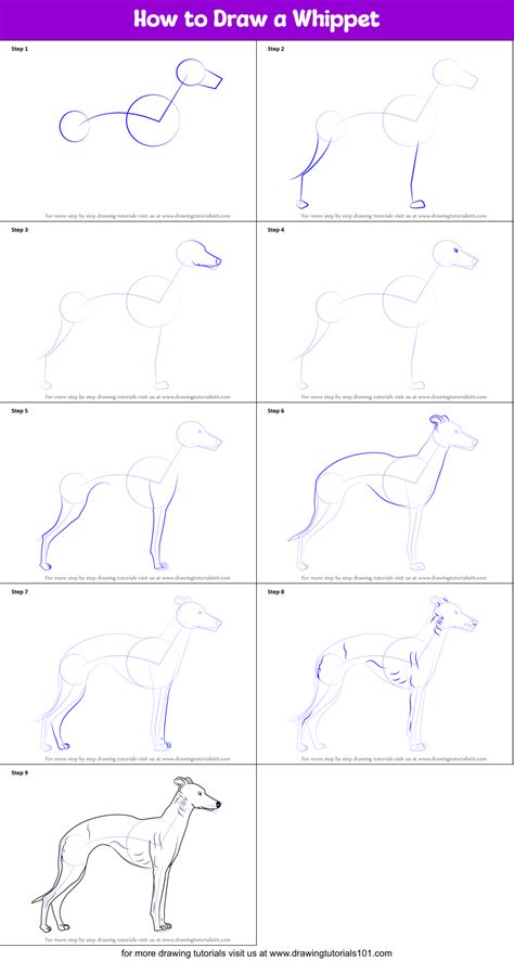 WHIPPET ART. I loved drawing Yovi Whippet! I love his