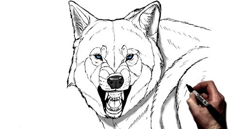 Growling Wolf Drawing at GetDrawings Free download