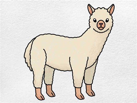 How to Draw an Alpaca, Alpaca, Coloring Page, Trace Drawing