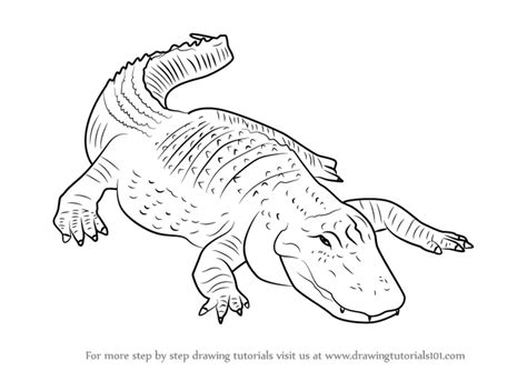 how to draw an american alligator