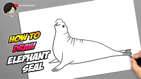 How To Draw An Elephant Seal, Draw A Realistic Elephant