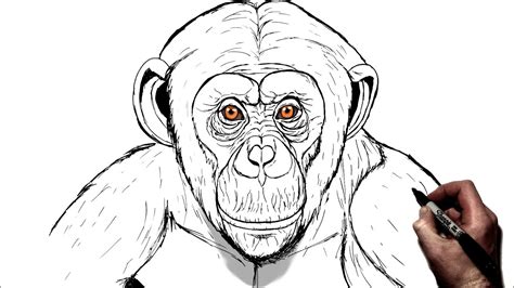 How To Draw A Monkey A StepByStep Tutorial Drawing
