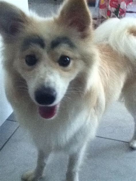 My niece drew eyebrows on my dog (With images) How to