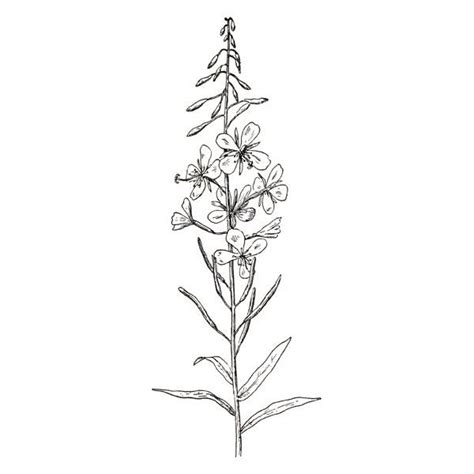 fireweed Ink Pinterest Coloring pages, Coloring and