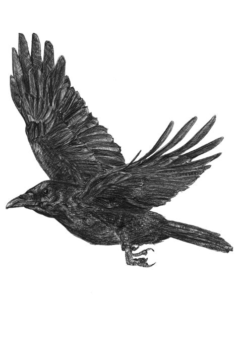Flying Crow Drawing by William Underwood