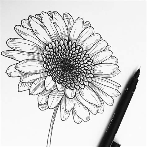 Daisy Drawing Images at GetDrawings Free download