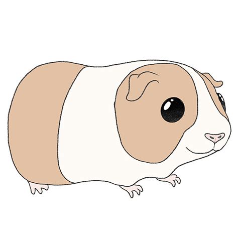 Guinea Pig Drawing Easy For Kids