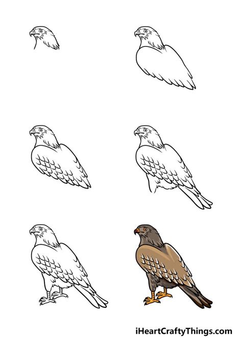How to Draw a RedTailed Hawk