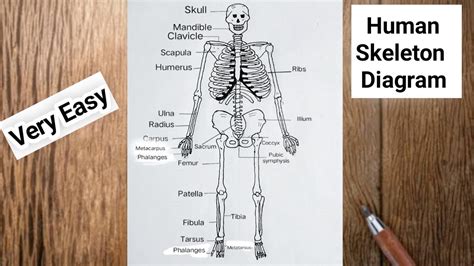 How To Draw Human Skeleton System