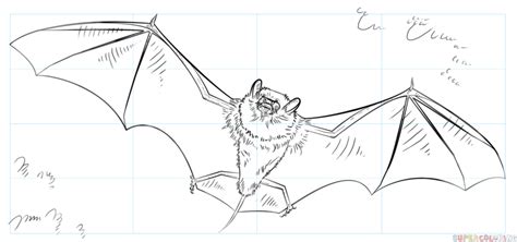 How To Draw A Bat Out Of Hiding Draw easy