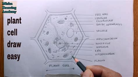 how to draw plant cell in easy method