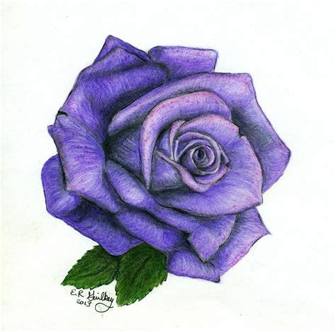 Purple Rose Drawing by Elizabeth Guilkey