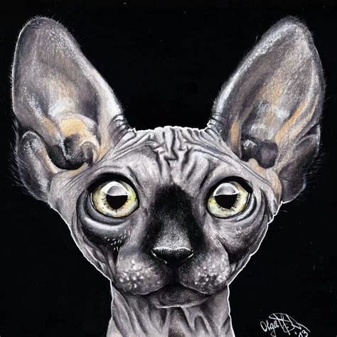 My sphynx cat pen drawing drawing