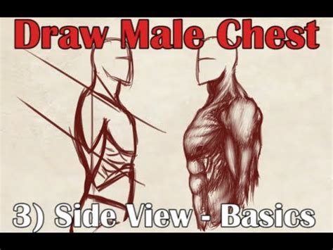 how to draw torso from the side