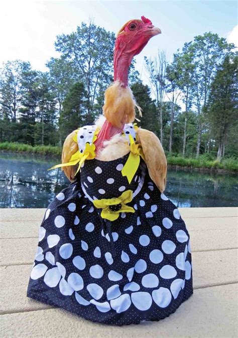 how to dress a rooster
