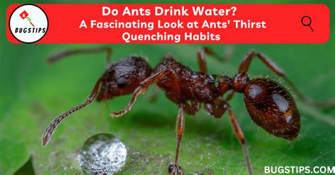 how to drink water in ant life