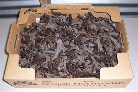 how to dry black trumpet mushrooms