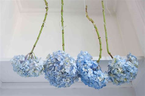 how to dry hydrangea