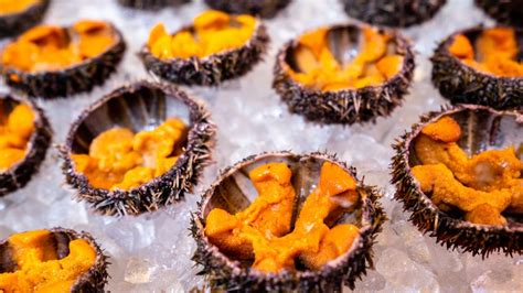 how to eat sea urchin