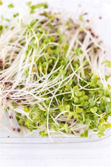 how to eat sprouts safely