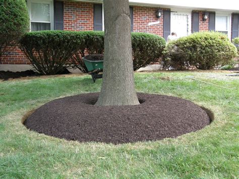 How To Edge A Tree For Mulch