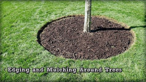 How To Edge Around A Tree With Mulch