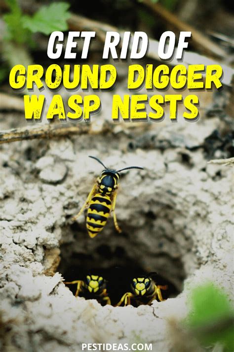 how to eliminate ground wasp nest