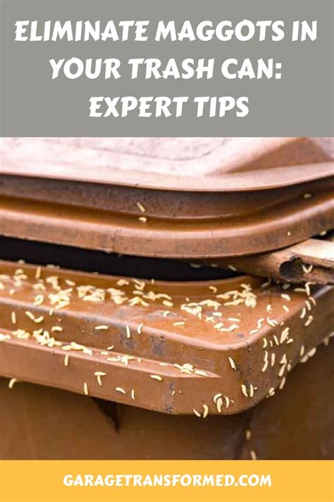 How To Eliminate Maggots In Garbage Can