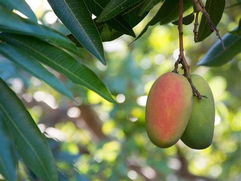 how to encourage mango tree to fruit