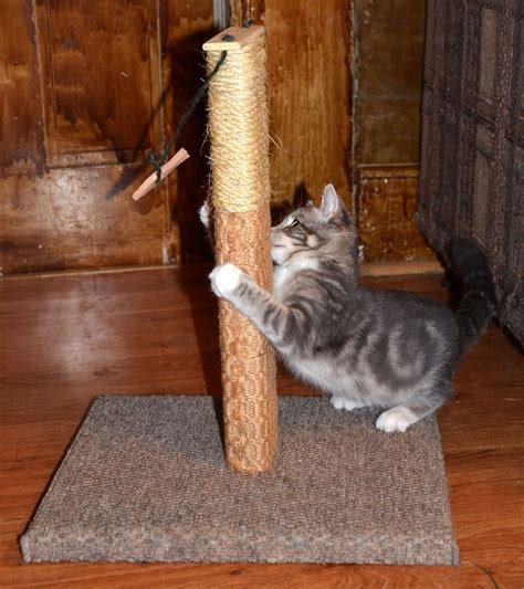 How To Entice Cat To Use Scratching Post