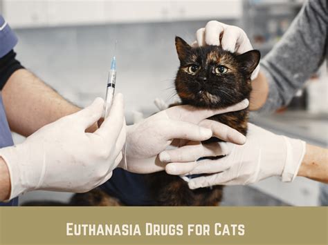 How To Euthanize A Cat With Nitrogen