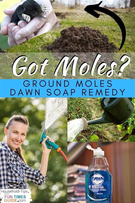 how to exterminate ground moles