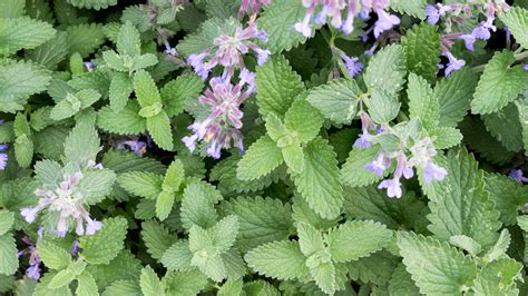 How To Extract Oil From Catnip Plant