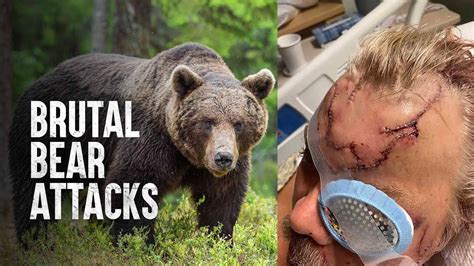 How To Face A Bear Attack