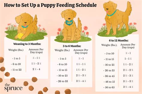 How To Feed A Puppy In A Crate