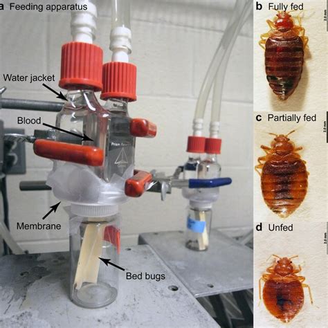 How To Feed Bed Bugs