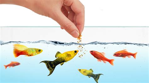 How To Feed Fish Properly