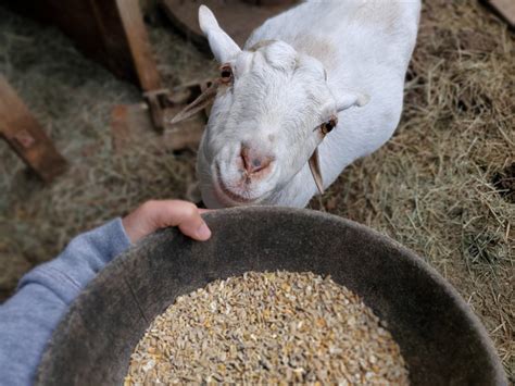 how to feed goats