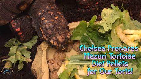How To Feed Tortoise Pellets